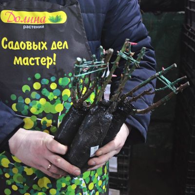 Роза Пол Скарлет Роза Пол Скарлет фото