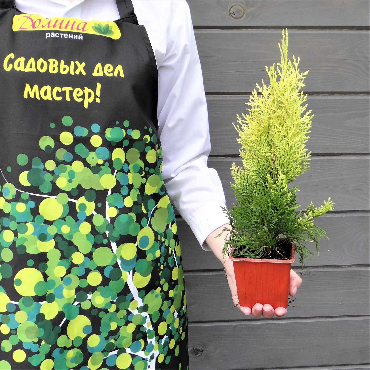 Туя восточная Пирамидалис Ауреа Туя восточная Пирамидалис Ауреа фото