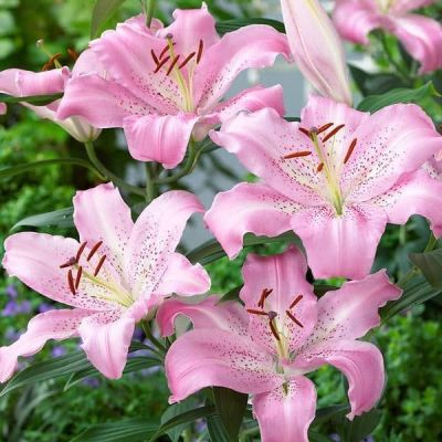 Лилия Жозефина (в горшке) Лилия Жозефина (в горшке) фото