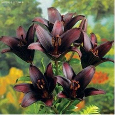 Лилия Ландини Лилия Ландини фото