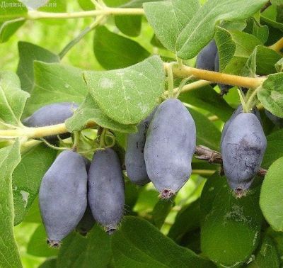 Жимолость Ленинградский Великан Жимолость Ленинградский Великан фото