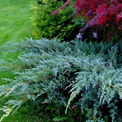 Можжевельник чешуйчатый Блю Компакт Можжевельник чешуйчатый Блю Компакт фото