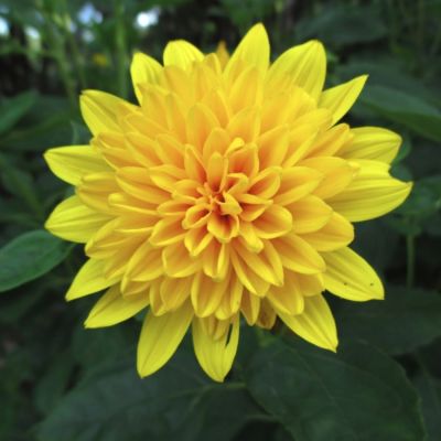 Гелиантус Саншайн Дэйдрим - Dolina-Sad.Ru