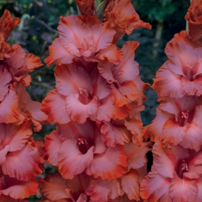 Гладиолус Олд Спайс Гладиолус Олд Спайс фото