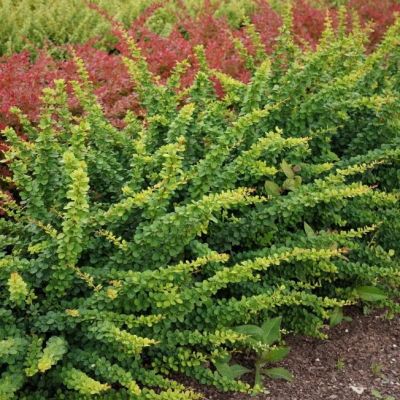 Барбарис тунберга Грин Карпет Барбарис тунберга Грин Карпет фото