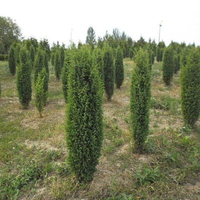 Можжевельник обыкновенный Сентинел, С3 Можжевельник обыкновенный Сентинел, С3 - Dolina-Sad.Ru