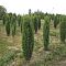 Можжевельник обыкновенный Сентинел, С3 Можжевельник обыкновенный Сентинел, С3 - Dolina-Sad.Ru