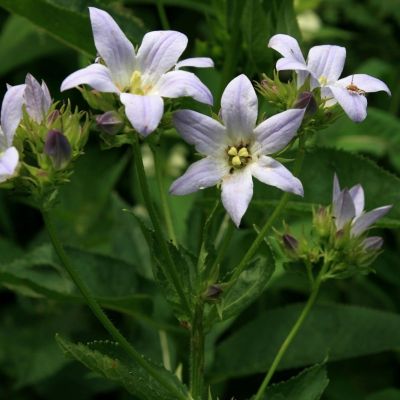 Колокольчик молочноцветковый Аваланш - Dolina-Sad.Ru