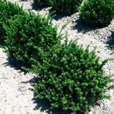 Тис средний Фэирвью Тис средний Фэирвью фото