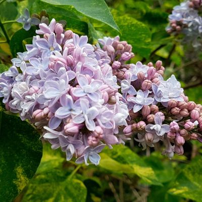 Сирень обыкновенная Аукубафолия Сирень обыкновенная Аукубафолия - Dolina-Sad.Ru