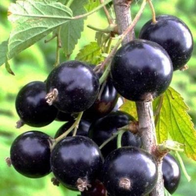 Смородина Лентяй Смородина Лентяй фото