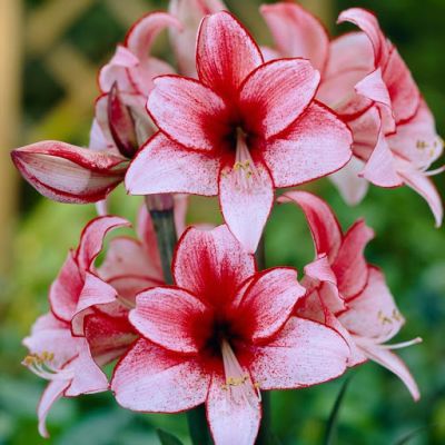 Амариллис Харизма Амариллис Харизма фото