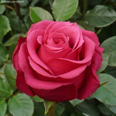 Роза Черри О в горшке - Dolina-Sad.Ru