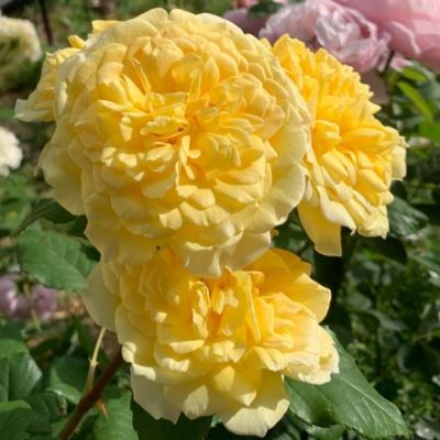 Роза Жоэль Маруани в горшке - Dolina-Sad.Ru