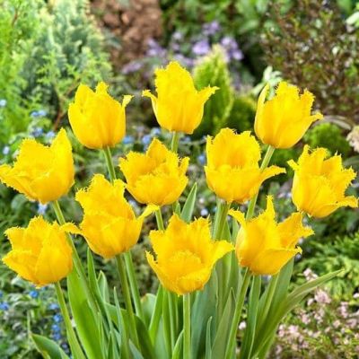 Тюльпан Криспи Мери Тюльпан Криспи Мери фото