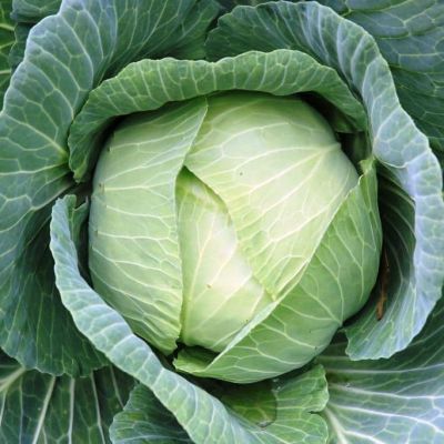 Капуста Белокочанная Подарок Капуста Белокочанная Подарок фото
