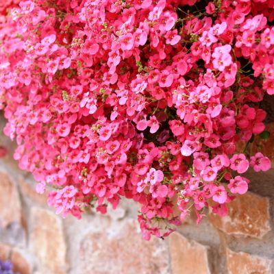 Диасция розовая Диасция розовая фото