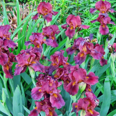 Ирис Ред Ирис Ред фото