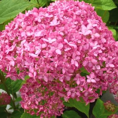 Гортензия древовидная Эко Пинк Пафф, С5 - Dolina-Sad.Ru