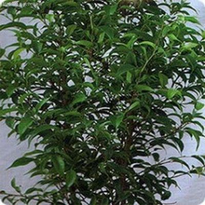 Фикус Бенджамина Дунетти 0,01 г. фото