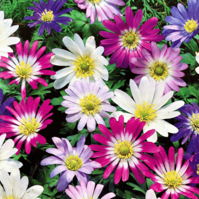 Анемона Бланда Микс Анемона Бланда Микс фото