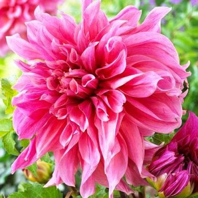 Георгина Маки (Гиганты) Георгина Маки (Гиганты) фото