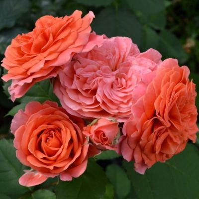 Роза Эмильен Гийо Роза Эмильен Гийо - Dolina-Sad.Ru