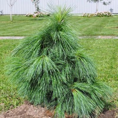 Сосна шверина Витхорст Сосна шверина Витхорст - Dolina-Sad.Ru