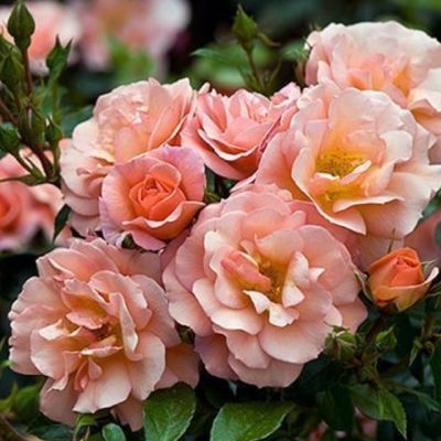 Роза Априкола Роза Априкола фото