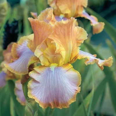 Ирис Еллоу/Лила Ирис Еллоу/Лила фото