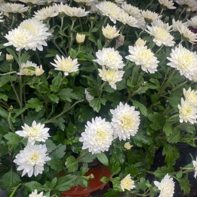 Хризантема мультифлора Бранарктис Вайт Хризантема мультифлора Бранарктис Вайт - Dolina-Sad.Ru