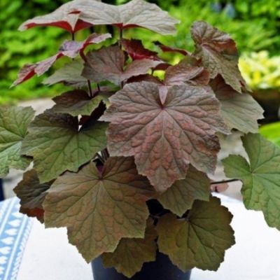 Гейхера Брауниз Гейхера Брауниз - Dolina-Sad.Ru