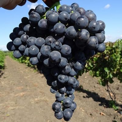 Виноград Северный плечистик Виноград Северный плечистик фото