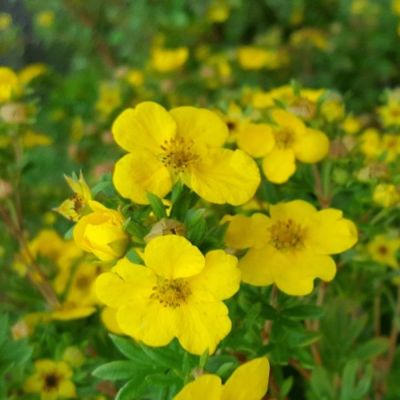 Лапчатка кустарниковая Саммерфлор, С3 - Dolina-Sad.Ru