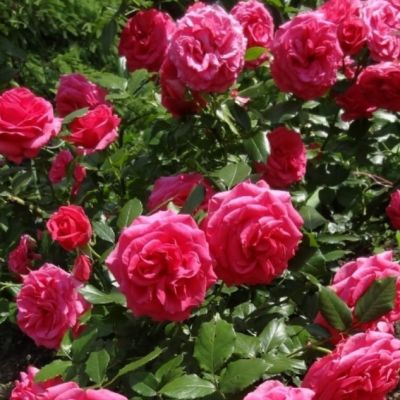 Роза Маритим Роза Маритим - Dolina-Sad.Ru