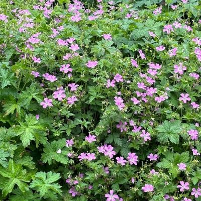 Герань оксфордская Каридж Друс Герань оксфордская Каридж Друс - Dolina-Sad.Ru