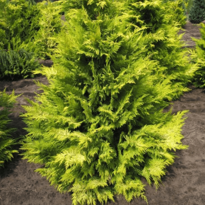 Кипарисовик Лавсона Голден Вандер Кипарисовик Лавсона Голден Вандер фото