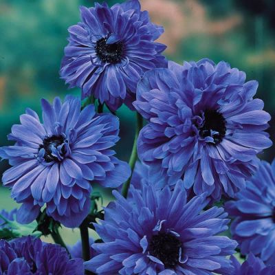 Анемона Лорд Лейтенант Анемона Лорд Лейтенант фото