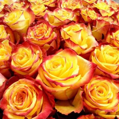 Роза Тутти-Фрутти Роза Тутти-Фрутти - Dolina-Sad.Ru