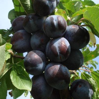 Слива Тульская Черная Слива Тульская Черная фото