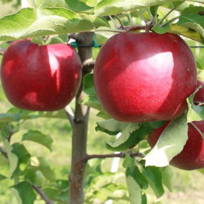 Яблоня Женева Эрли/Летняя Яблоня Женева Эрли/Летняя - Dolina-Sad.Ru