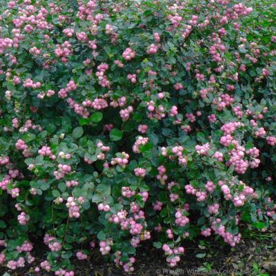 Снежноягодник доренбоза Мэджикал Берри Крисмас Снежноягодник доренбоза Мэджикал Берри Крисмас - Dolina-Sad.Ru