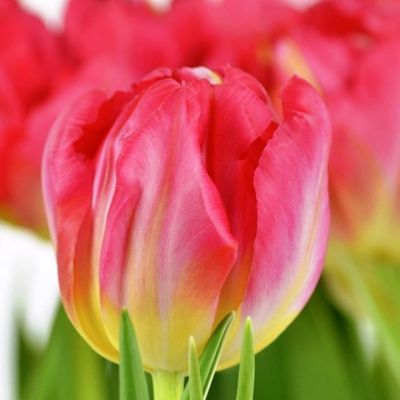 Тюльпан Флеш Поинт Тюльпан Флеш Поинт фото