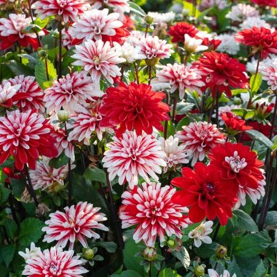 Георгина Пасифик Тайм - Dolina-Sad.Ru