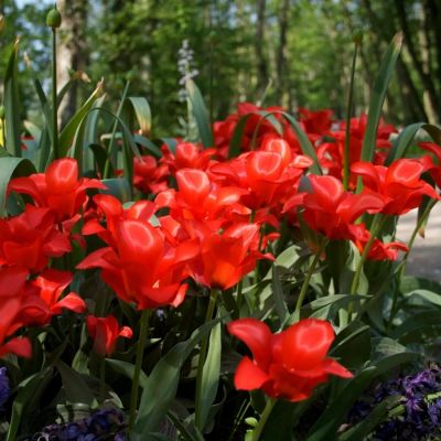 Тюльпан Ориентал Бьюти - Dolina-Sad.Ru