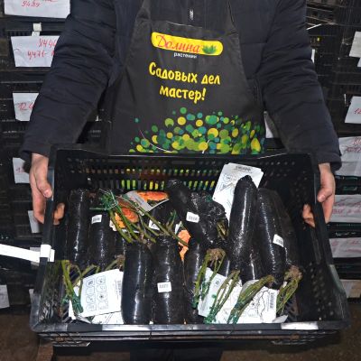 Роза Гольдэльзе - Dolina-Sad.Ru