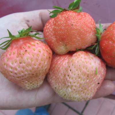 Клубника Финская розовая Клубника Финская розовая - Dolina-Sad.Ru