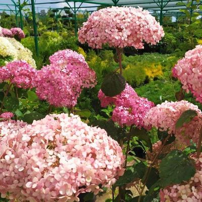 Гортензия древовидная Эко Пинк Пафф, С5 - Dolina-Sad.Ru