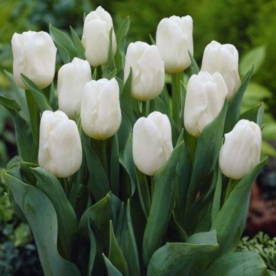 Тюльпан Роял Вирджин Тюльпан Роял Вирджин фото