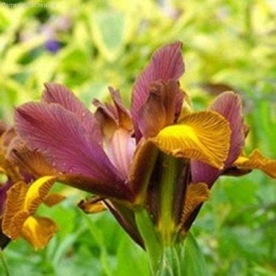 Ирис Браун Лассо фото